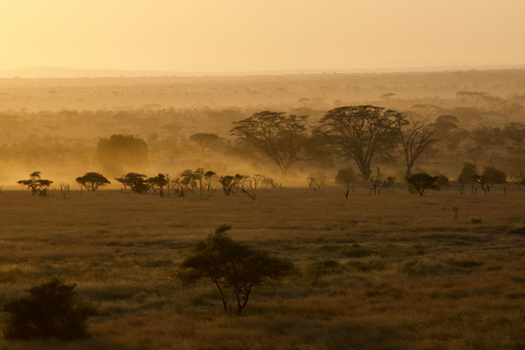 Dawn light across the Serengeti plains in Tanzania