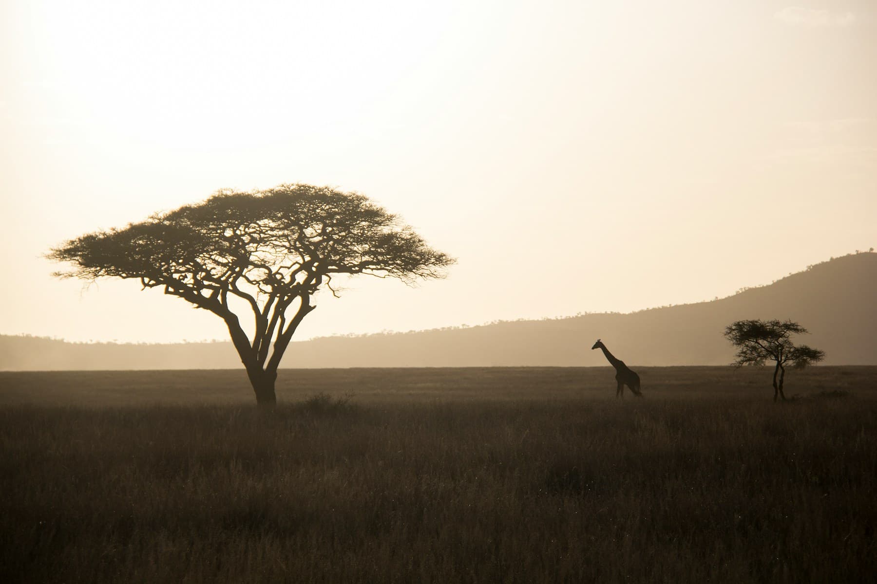 An acacia tree and a giraffe silhouetted at sunset on the Serengeti plains